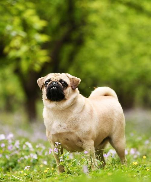 巴哥犬冬季养护指南（如何给你的宠物巴哥犬提供最好的冬季保护）