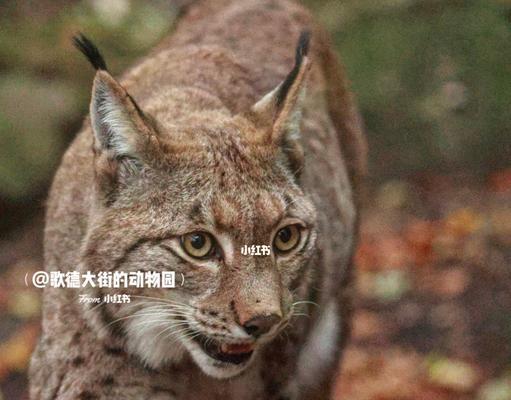 猞猁猫咪和普通猫咪的区别（从外貌、行为和生活习性三个方面来分析比较）