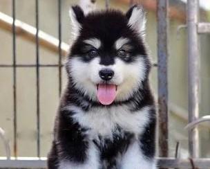 如何喂养和保持博美幼犬健康（以宠物为主的温度要求和注意事项）