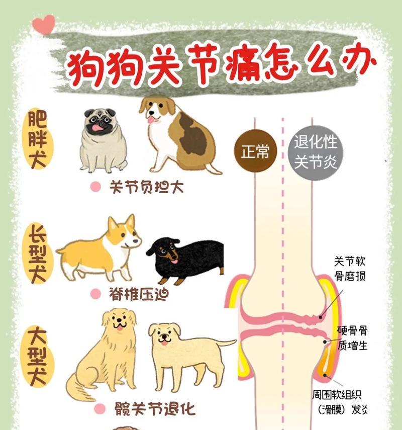 如何为可蒙犬做基础美容？（掌握关键技巧让你的宠物更美丽）