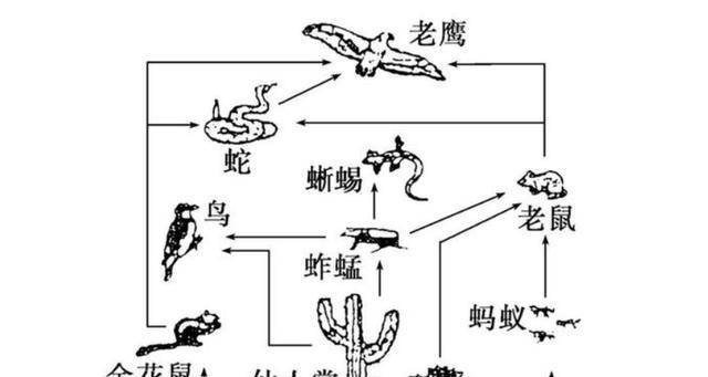 北美负鼠的饲养方法（如何科学养护北美负鼠）