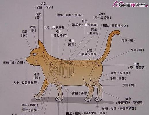 如何科学饲养白色凤冠天竺鼠？（白色凤冠天竺鼠的饲养方法和注意事项）