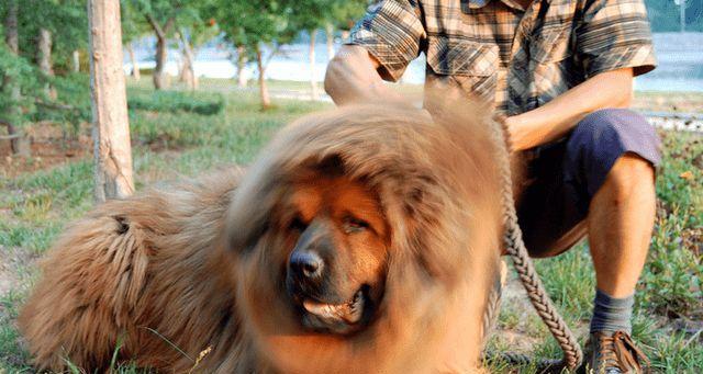 藏獒幼犬的断奶方法（以宠物为主，如何帮助藏獒幼犬健康断奶）