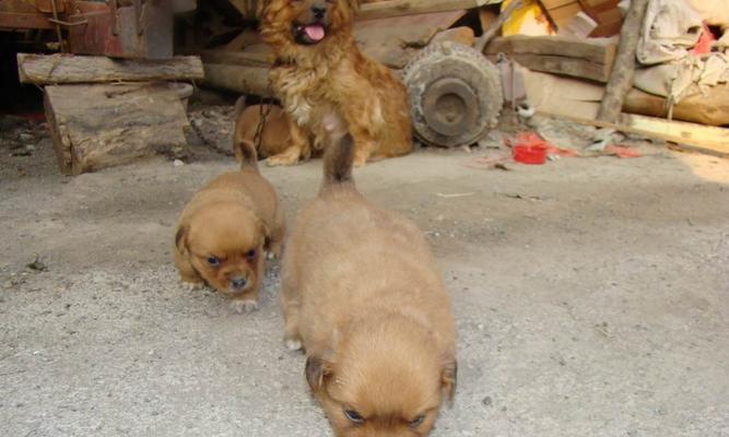 满月后的幼犬应该吃些什么（宠物主人必看，为你的幼犬提供科学的饮食）