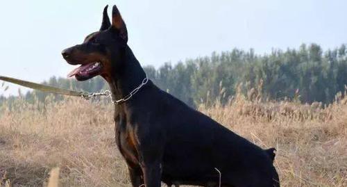 成年杜宾犬的饲养全攻略（从饮食到训练，助你打造健康快乐的宠物生活）