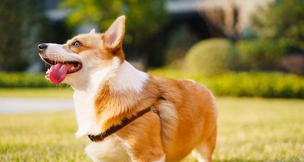 养护柯基幼犬的八大要点（宠物爱好者必看，打造健康快乐的柯基幼犬生活）