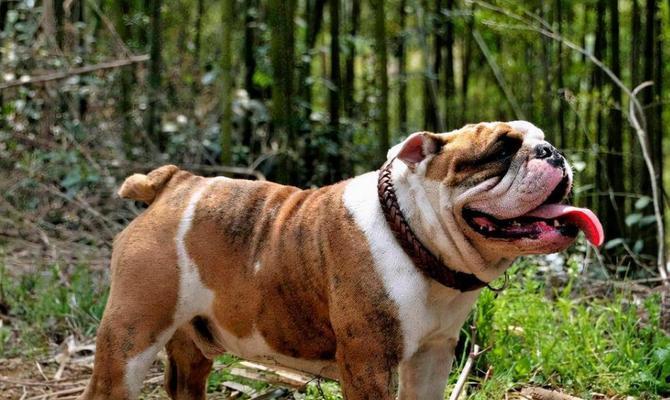 斗牛犬的健康饮食指南（以宠物为主，给斗牛犬提供健康均衡的饮食）