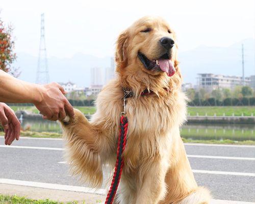 让你的泰迪犬爱上项圈——如何让宠物不怕戴项圈（训练泰迪犬适应项圈的方法及注意事项）