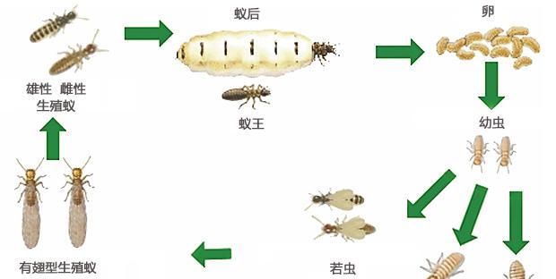 棕褐孤鸫饲养全攻略（以宠物为主，让你成为专业的孤鸫饲养者）