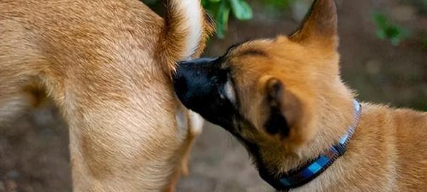 第一次养犬需要注意什么？（初次养犬者的宠物养护指南）