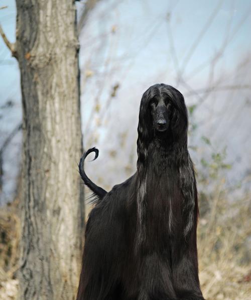 饲养阿富汗猎犬的注意事项（掌握犬类饲养技巧，打造快乐家庭）