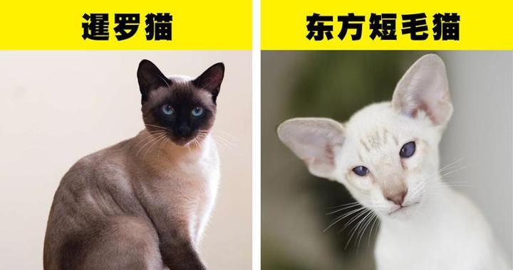 宠物猫咪品种大全（探索各种各样的猫咪品种，让你选择宠物更有方向）