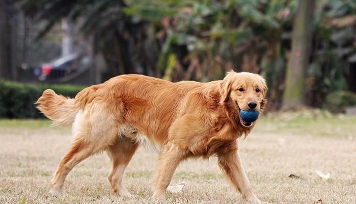 如何准确分辨纯种金毛犬？（掌握这些技巧，让你轻松辨别真假金毛）