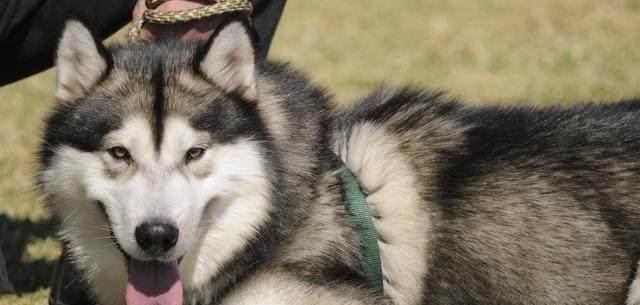 如何养护你的爱宠——阿拉斯加雪橇犬（宠物爱好者必看！这15个段落教你如何正确地养护阿拉斯加雪橇犬）