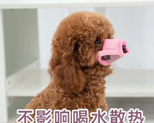 如何解决泰迪狗狗嘴巴难闻问题（探究泰迪狗狗口臭的原因及解决方法）