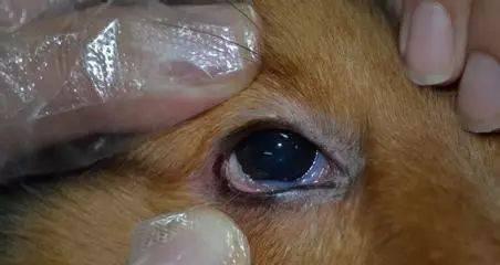 宠物犬得了蛲虫？——了解蛲虫感染与治疗（狗狗有蛲虫吗？如何预防与治疗？——为宠物犬的健康保驾护航）