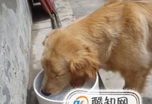 金毛犬拉肚子应急救治指南（如何在家中为宠物金毛犬处理拉肚子的紧急情况）