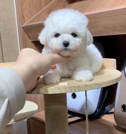 如何护理比熊狗狗的毛发（让宠物毛发更健康亮丽，）