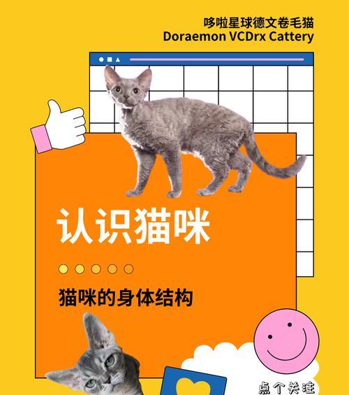 宠物猫咪结构出现问题的应对方法（细节决定宠物健康，照顾宠物需注意的事项）