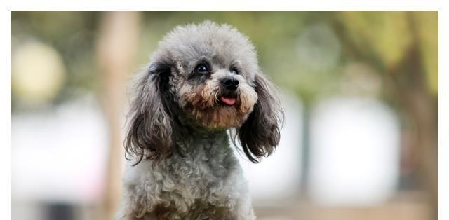 冬季养护贵宾犬，不可忽视的关键（如何保证宠物贵宾犬在寒冷的冬季健康成长？）