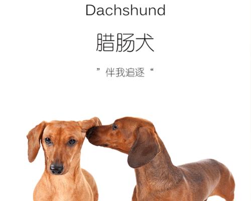 训练你的腊肠犬幼犬大小便从现在开始（掌握小窍门，让你的宠物成为优秀的小伙伴）