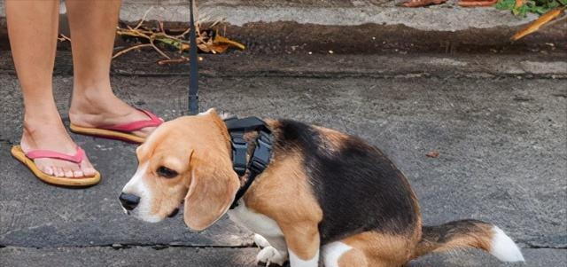 让你的爱犬更清新的10种方法（以宠物为主，掌握这些方法，让你的狗狗身上不再臭气熏天）