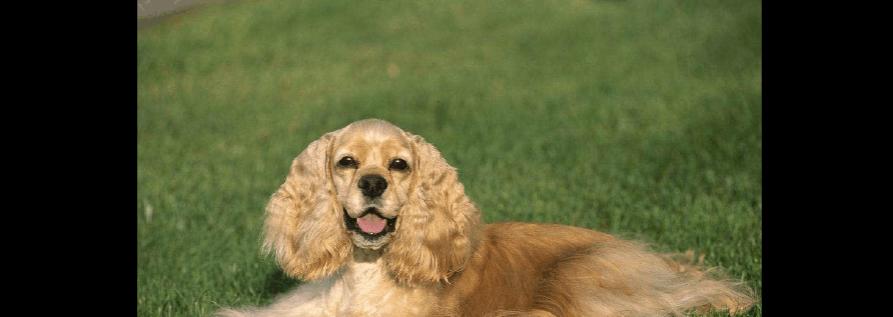 可卡犬感冒应对全攻略（保护你的宠物，让它尽快恢复健康）