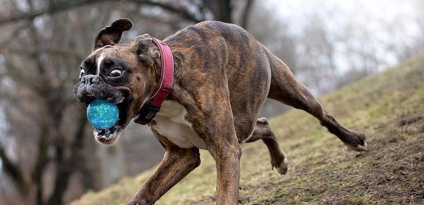 如何训练拳师犬成为优秀的宠物？（掌握关键技巧，让拳师犬更加听话）