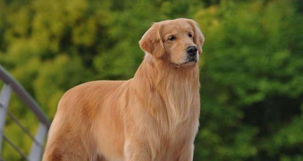 如何解决金毛犬的厌食问题（以宠物为主，有效提高金毛犬的食欲）