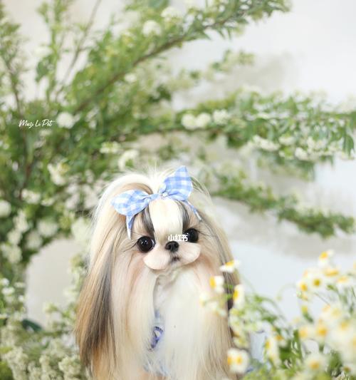 如何让你的宠物西施犬美容无忧？（以西施犬为主的美容要领及护理技巧）