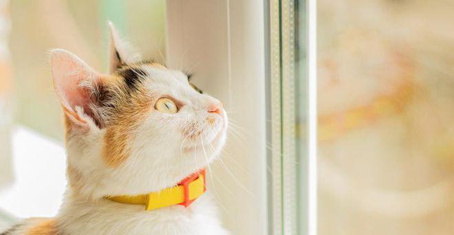 宠物猫咪的压力源（你知道你家猫是否受到压力的影响吗？）