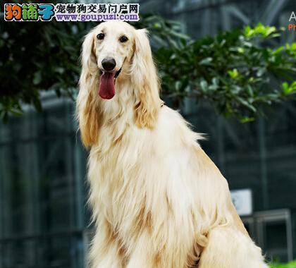 如何护理新出生的阿富汗犬——以宠物为主（了解新出生阿富汗犬的特点和需求，掌握护理技巧）