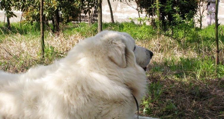 大白熊犬厌食问题解决方法（如何调理大白熊犬的食欲）