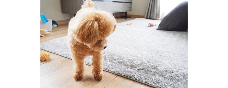 泰迪犬饮食禁忌，必须知道！（了解哪些食物不能给泰迪犬吃，才能让它们健康成长）