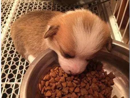 两个月幼犬能否食用干狗粮？（宠物饲主必看！幼犬饮食知识全解析）