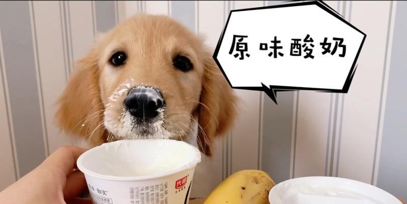 金毛幼犬喝酸奶喝多了怎么办（宠物饮食问题，谨慎选择）