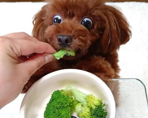 如何让宠物狗不挑食（通过营养均衡的饮食，让你的狗狗健康成长）