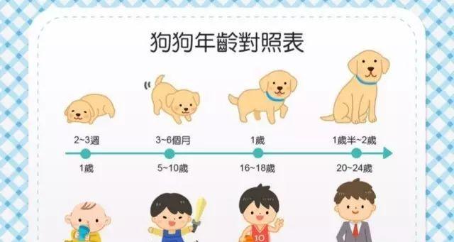 波利犬的饲养方法（做好这些，让你的波利犬健康快乐成长）