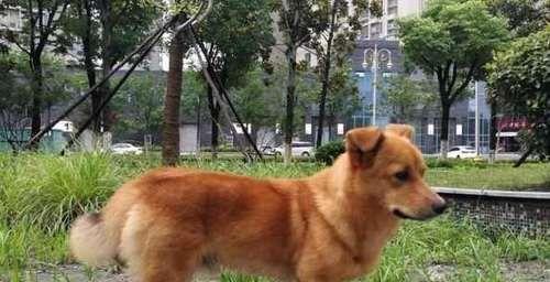 中华田园犬的饲养方法（如何做到科学饲养？）