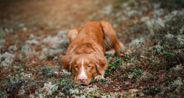 新斯科舍猎鸭犬的饲养技巧（了解这些，让你的猎鸭犬更健康、快乐）