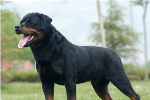 洛威拿犬的全面饲养指南（了解洛威拿犬的品种特点，让它健康快乐成长）