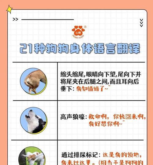 德国狐狸犬的饲养方法（如何让你的德国狐狸犬健康快乐？）