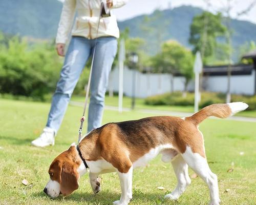 哈利犬的饲养方法（如何成为一个负责任的哈利犬主人？）