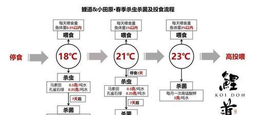 如何饲养九间菠萝？（宠物爱好者必看，成为合格养菠萝人的秘诀）