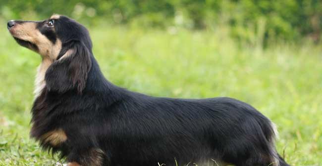 巴色特犬饲养指南（如何养一只健康快乐的巴色特犬）