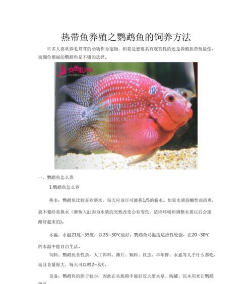 潜水艇鱼的饲养方法与技巧（从选择水族箱到掌握饲养技巧，这里是您的全面指南）