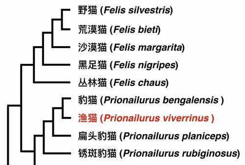 如何饲养英国斑点兔？（宠物兔的健康生活）