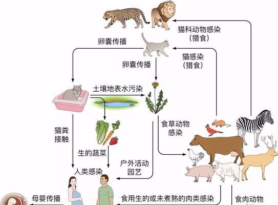 秦岭鼢鼠的饲养方法（打造适合秦岭鼢鼠生存的饲养环境）