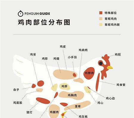 号鸟的饲养技巧（学习如何照顾您的号鸟）