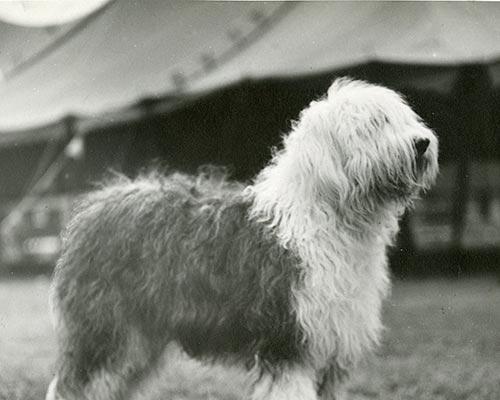 英国古代牧羊犬的饲养方法（传承经典、细心呵护）